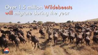 Great Wildebeest Migration Masai Mara Kenya Epic Aerial Footage My ground footage chosen too [upl. by Nelleyram]