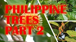 Philippine Trees [upl. by Enoval859]