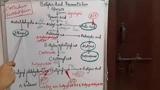 BUTYRIC ACID FERMENTATION [upl. by Nalced646]