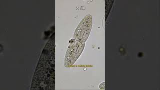 DIVISÃO CELULAR MITOSE AO VIVO em protozoário biologia microscopia biology [upl. by Nodearb]