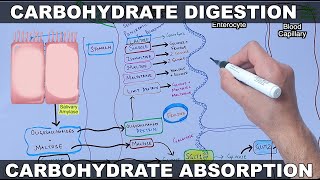 Digestion and Absorption of Carbohydrates [upl. by Adnolohs]