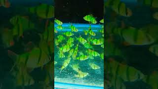 Guys green Tiger fish please guys Jitna ho sake like share subscribe kar dijiyega [upl. by Sukcirdor]