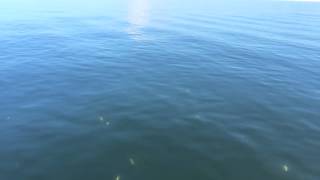 Captiva fishing  threadfin [upl. by Mason632]