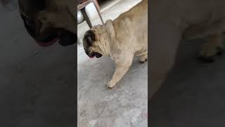 cuteness overload 🥰🥰😝😍😍😍 puggles pug dog puglife puglover doglover petlover viral trending [upl. by Ludly693]