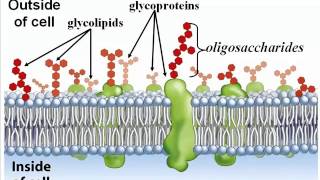 Biochemistry Part 1 Carbohydrates Lipids amp Proteins [upl. by Goodkin472]