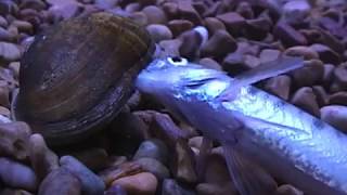 Freshwater Mussels Lamellidens Marginallis Spawing eggs into fish [upl. by Lubbi372]