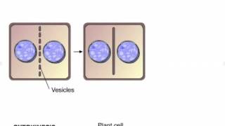 Cytokinesis in Plants and Animals [upl. by Silecara]