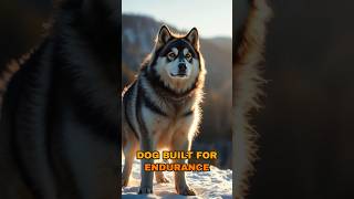 Meet the Alaskan Malamute workingdog activedog outdoordog [upl. by Gaspar]