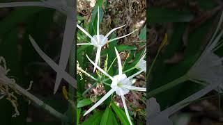 Beach spider lily  Hymenocallis littoralis plants shorts spiderlily [upl. by Mintz]