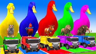 5 Giant Duck CartoonCowElephantTigerLionGorilla Paint Wild Animals Crossing Fountain Animation [upl. by Wake]