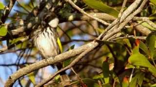 Whitecheeked Honeyeater Phylidonyris niger or Phylidonyris nigra  WeißohrHonigfresser [upl. by Normandy88]