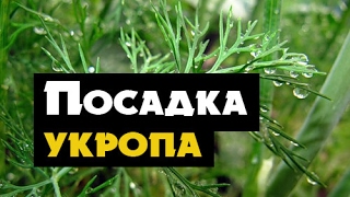 Как вырастить укроп дома  простой способ посадки укропа на подоконнике [upl. by Feld21]