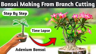 Adenium Bonsai Making From Branch Cutting [upl. by Derwood]