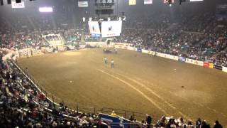 Ralphie Runs at National Western Stock Show [upl. by Oicapot]