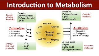 Introduction to Metabolism  Catabolism Vs Anabolism  Biochemistry [upl. by Chassin]