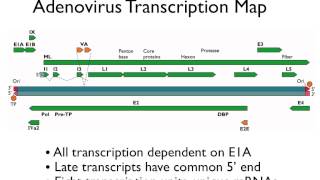 Virology 2013 Lecture 8  Transcription and RNA processing [upl. by Sekoorb]