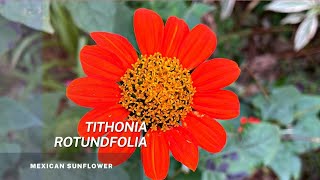 Tithonia Rotundifolia  Easy tips on seed propagation of this beautiful Mexican Sunflower [upl. by Thebault]