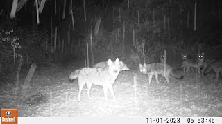 November 2023 Trail Cam Videos  West Valley NY [upl. by Butterworth]