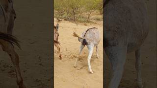 donkey animallove nature youtubeshort [upl. by Tlevesor]