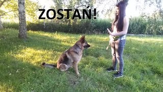 Jak nauczyć psa sztuczki quotzostańquotquotstójquot  PSIE SZTUCZKI 🐶 [upl. by Oirad]