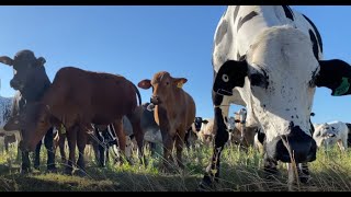 FY22 Grazing Forum Enhancing Grazing From the Ground Up [upl. by Adalard445]