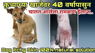 DOG KI KHUJALI KA ILAJ  कुत्र्याच्या खाजेवर 40 वर्षापूर्वीचा रामबाण उपाय मराठी  DOG ITCHING UPAY [upl. by Greta]