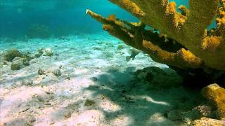 Snorkeling at Lac Bay Bonaire [upl. by Nwahsir]