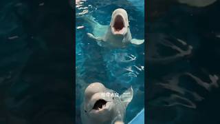 Its time to eat White Whale Eats Fish White Whale Spits Water Tiger Beach [upl. by Anotyad801]