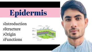 functions of epidermis in Urduhindi abdur Rahman official [upl. by Eulaliah]