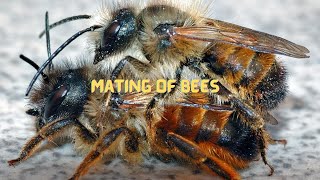 Sad Life for Male After Nuptial Flight With Female Honey Bee [upl. by Yasmin]