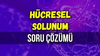 HÜCRESEL SOLUNUM SORU ÇÖZÜMÜ  Seda Hoca Biyoloji 🧬 ayt2024 [upl. by Brag]