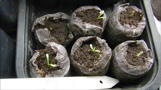 what do craspedia seedlings look like how to feed craspedia seedlings [upl. by Nirra]