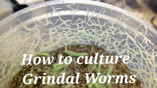 How to culture Grindal worms in Hindi with english subtitles [upl. by Vlad936]