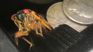 what the 17 year cicada sounds like INDIVIDUALLY and as a group [upl. by Ramoj994]