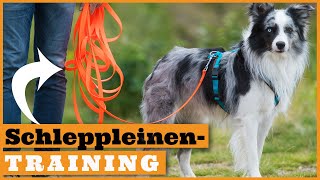 Schleppleinentraining Hund I Richtig trainieren mit der Schleppleine I Vorbereitung auf den Freilauf [upl. by Alliehs]