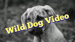 Dog Video  Wild Dog Video  Animals Facts [upl. by Lauralee]