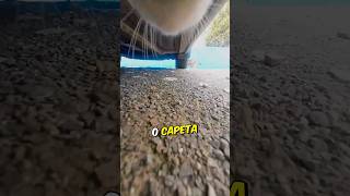 Esse gato 😼 adora fazer BULLYING pela vizinhança gato gatos animais pet viral [upl. by Nollid]