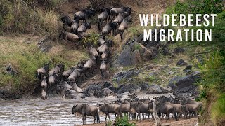 Wildebeest Migration [upl. by Ahsikin]