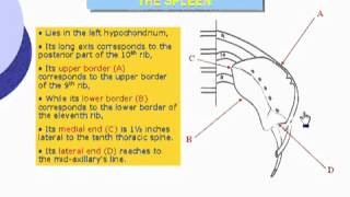 43 Abdomen Surface anatomy of the spleen الدكتور أحمد كمال cxt [upl. by Madanhoj985]