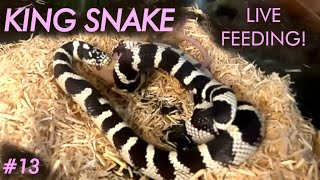 LIVE FEEDING  King Snake ENVELOPS and DEVOURS Another Young Mouse [upl. by Ad]