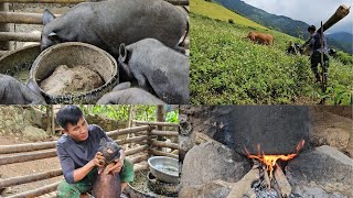 Harvesting Banana Trees and Green Leaves A Natural Feed Source for Pigs  Tà Xùa Daily Life [upl. by Holli]