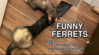 Funny Ferrets five minutes of nonstop cuteness [upl. by Noelyn112]