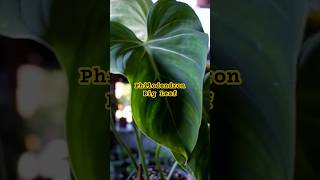 Philodendron Varieties Houseplant shorts ytshorts indoorplants [upl. by Krall]