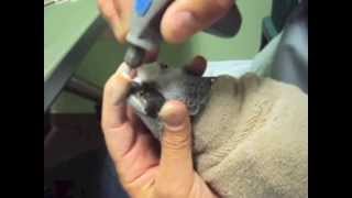 Parrot Beak Trim by Dr G African Grey Parrot [upl. by Eppilihp107]