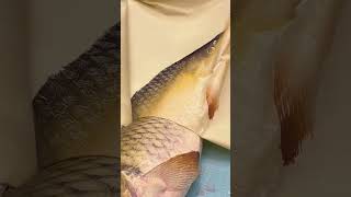 Immersive Sanggan River Great Carp Non Legacy Fish Topper Decompression Reveal Immersive Sanggan Riv [upl. by Suiluj]