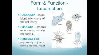 Subphylum Sarcodina  Types of Pseudopodia [upl. by Amethyst961]