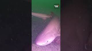 Divers spot rare sixgill shark off BC coast 🦈 Shark [upl. by Ahsier]