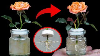 MIRACLE WATER Makes ROSE PLANT Roots SUPER STRONG Overnight [upl. by Alik]