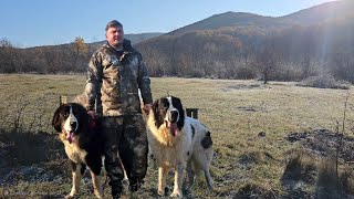 CU CAINII CIOBANESTI URIASILANGA PADUREOVIDIU NU SE TEME DE URS CIOBANESTI DE BUCOVINA IMENSI [upl. by Skippie]