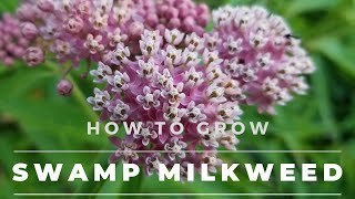 Swamp Milkweed  Asclepias Incarnata Facts Grow amp Care [upl. by Aneetak200]